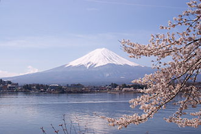 Mount Fuji and cherry blossom. Credit: Midori