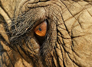 The eye of an Asian elephant at Elephant Nature Park, Thailand, 2008. Credit: Alexander Klink